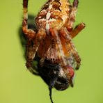Gartenkreuzspinne mit Opfer - Fliege