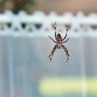 Gartenkreuzspinne vorm Fenster