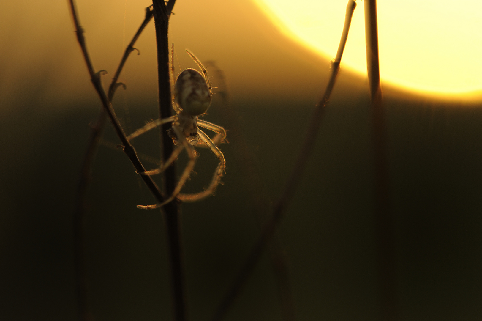 Gartenkreuzspinne wartet ...