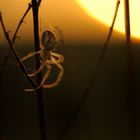 Gartenkreuzspinne wartet ...