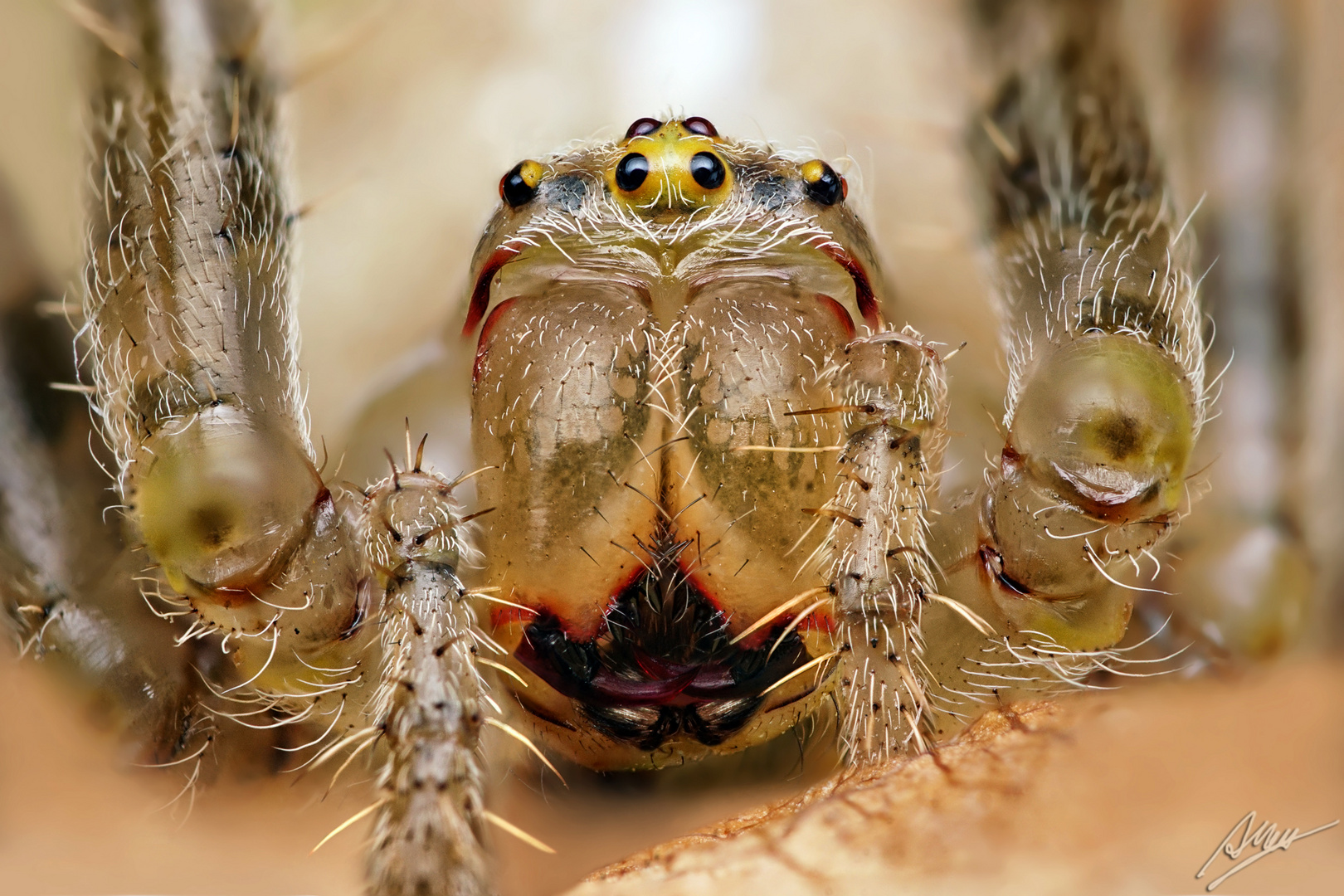 Gartenkreuzspinne / Weibchen (Araneus diadematus) Foto & Bild natur