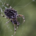 Gartenkreuzspinne, wir sind schon lange Freunde.