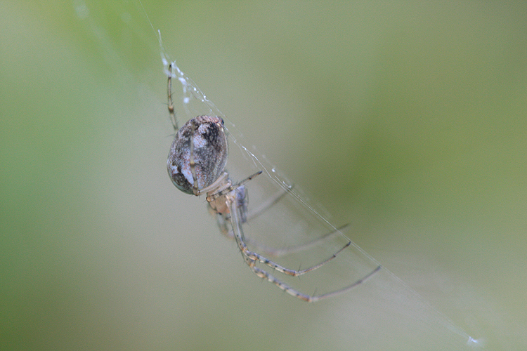 Gartenkreuzspinne(Araneus diadematus)