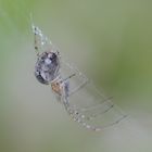 Gartenkreuzspinne(Araneus diadematus)