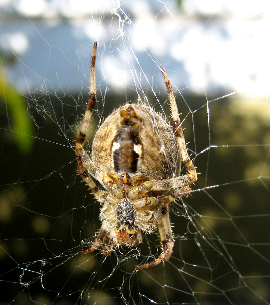 Gartenkreuzspinne,Bauch