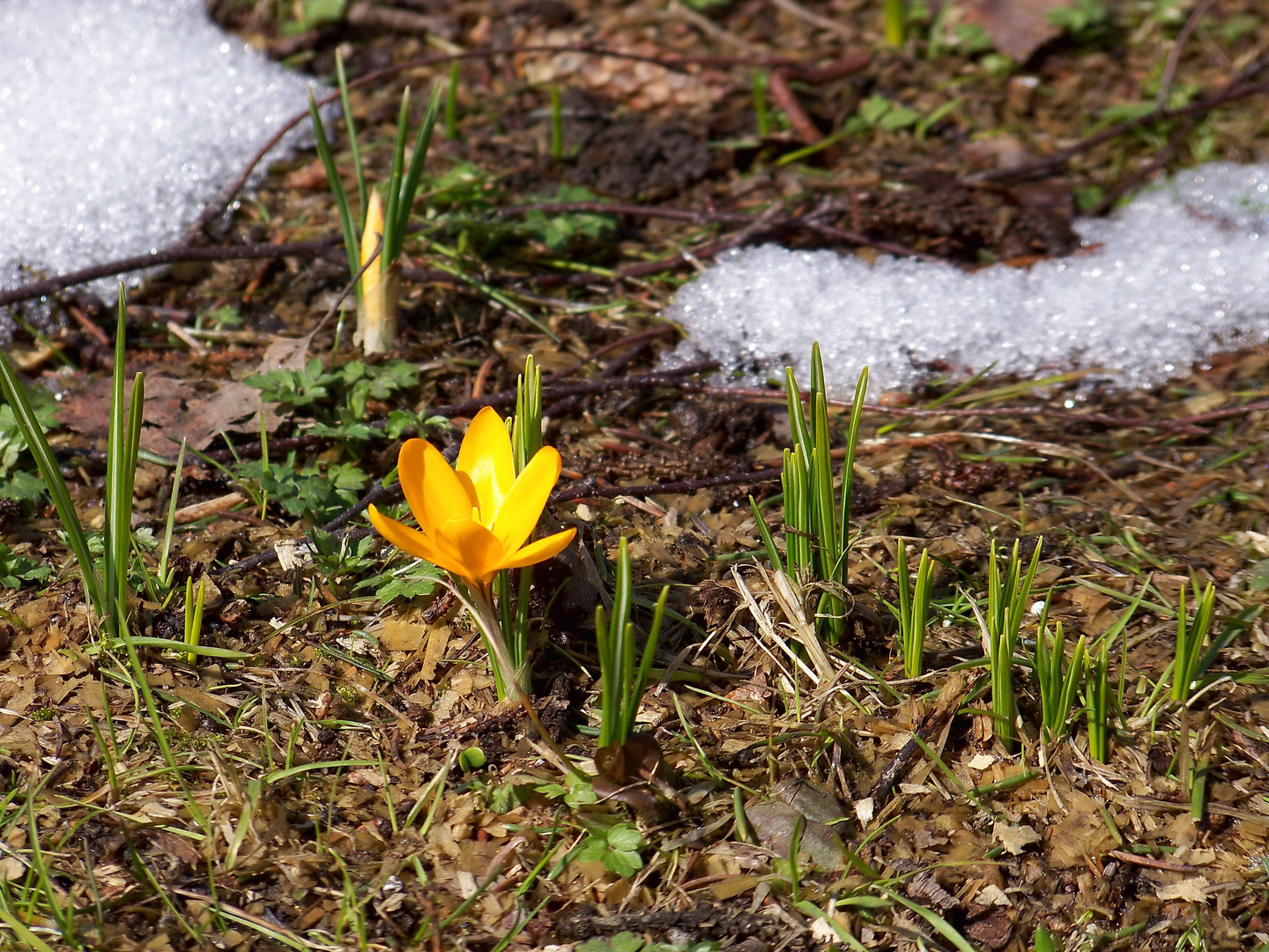 Gartenkrokusse XII