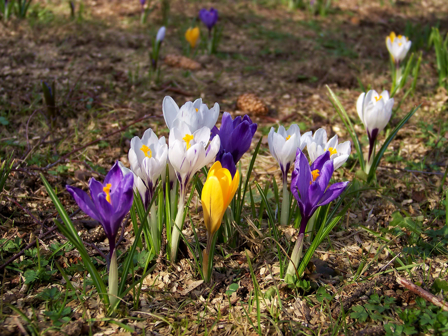 Gartenkrokusse XIII