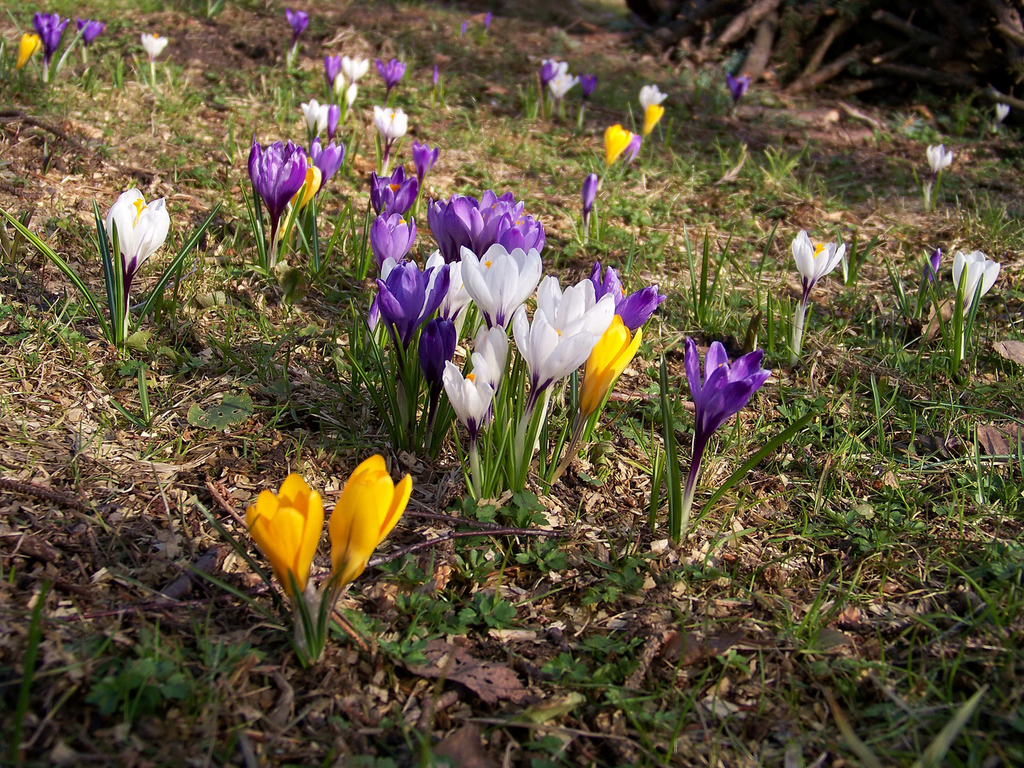 Gartenkrokusse XIV