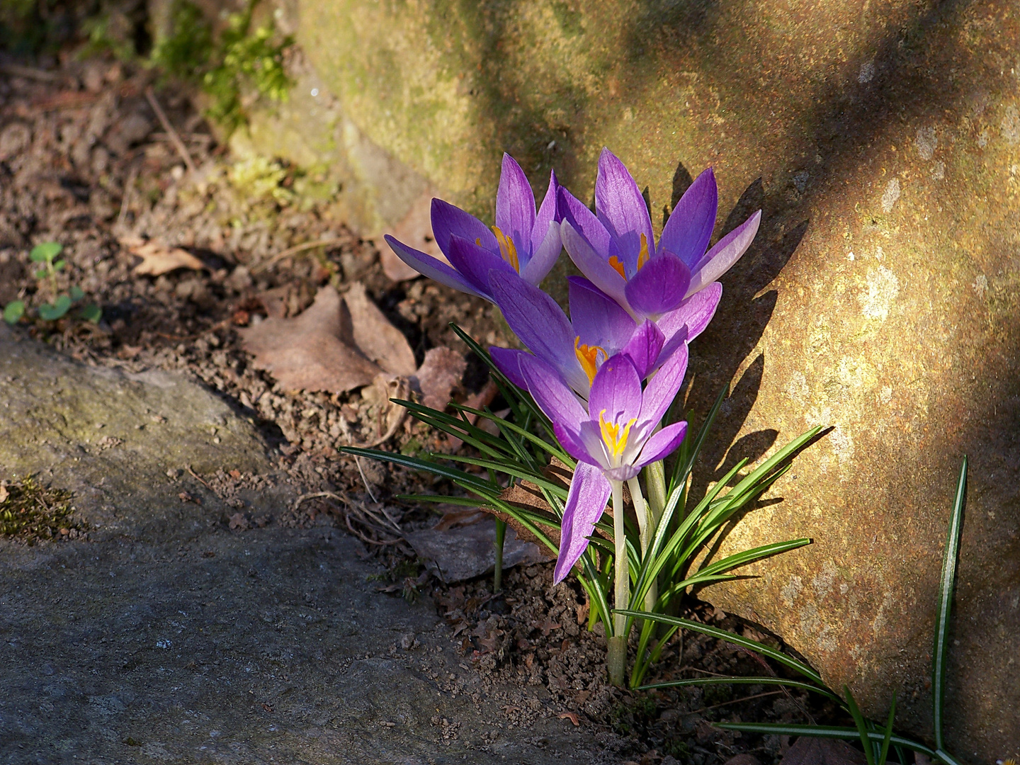 Gartenkrokusse XIX