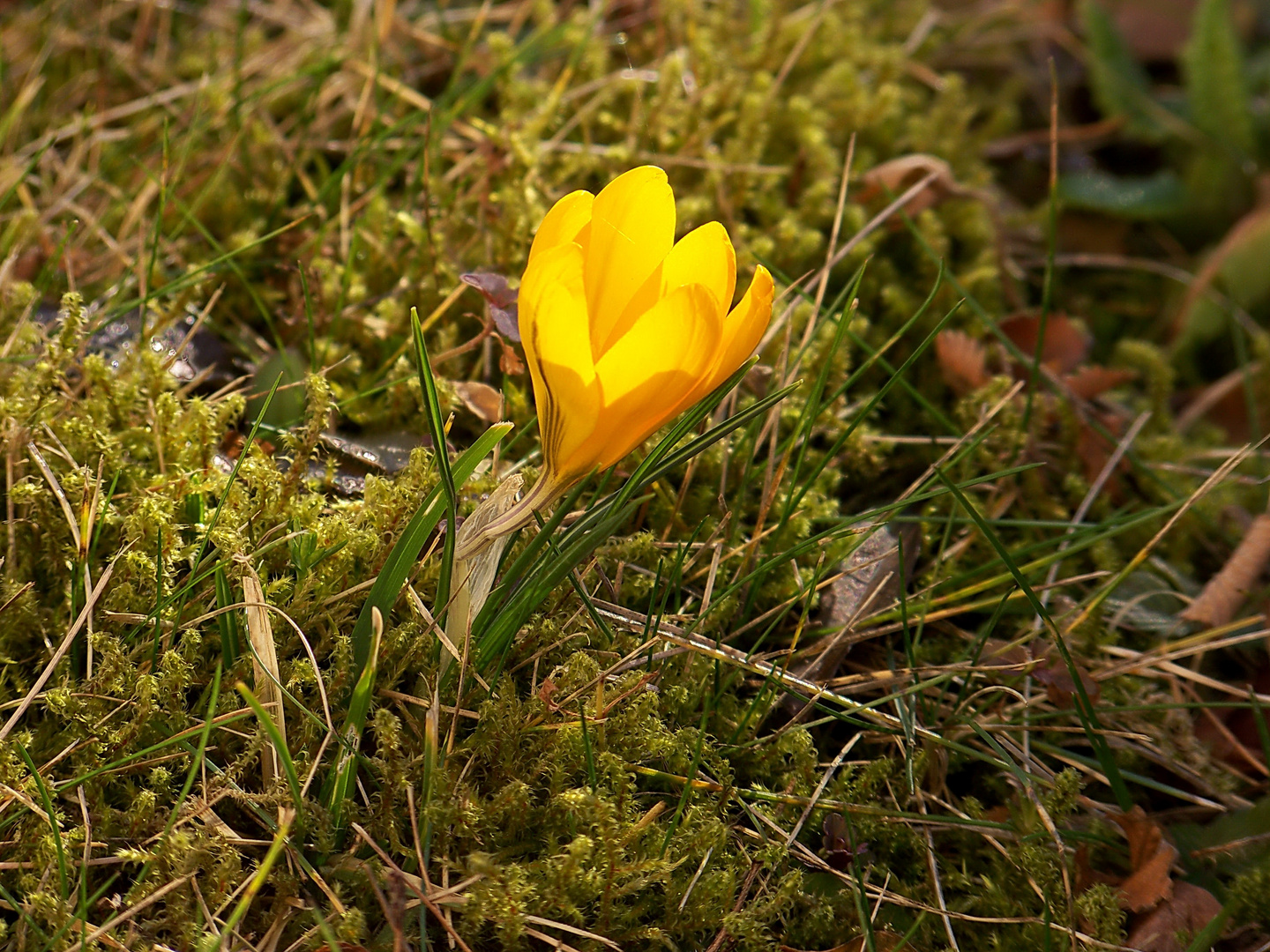 Gartenkrokusse XVI