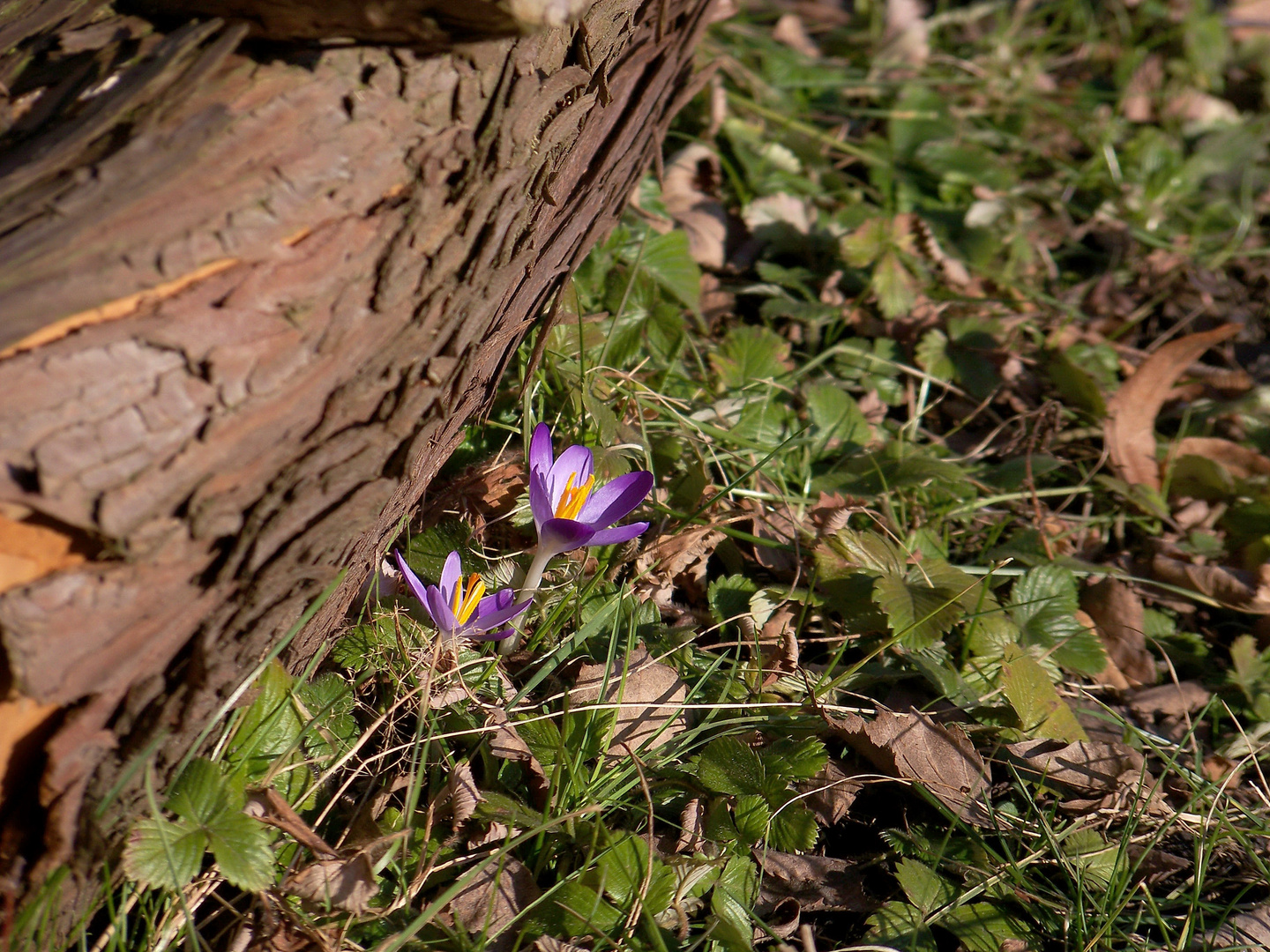 Gartenkrokusse XX