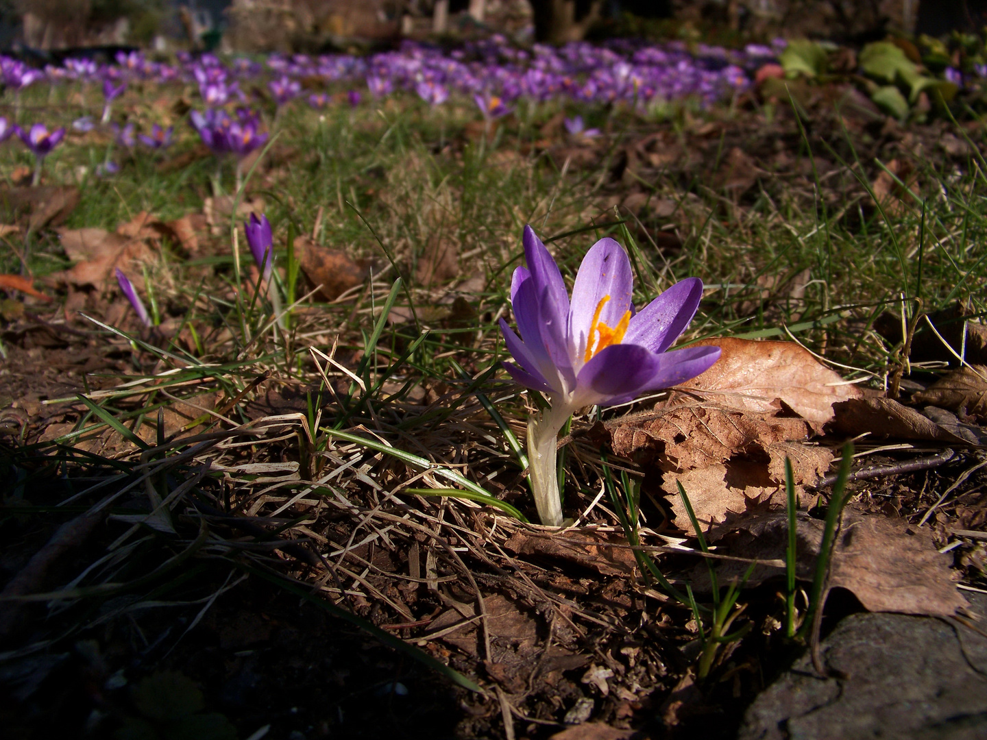 Gartenkrokusse XXIII