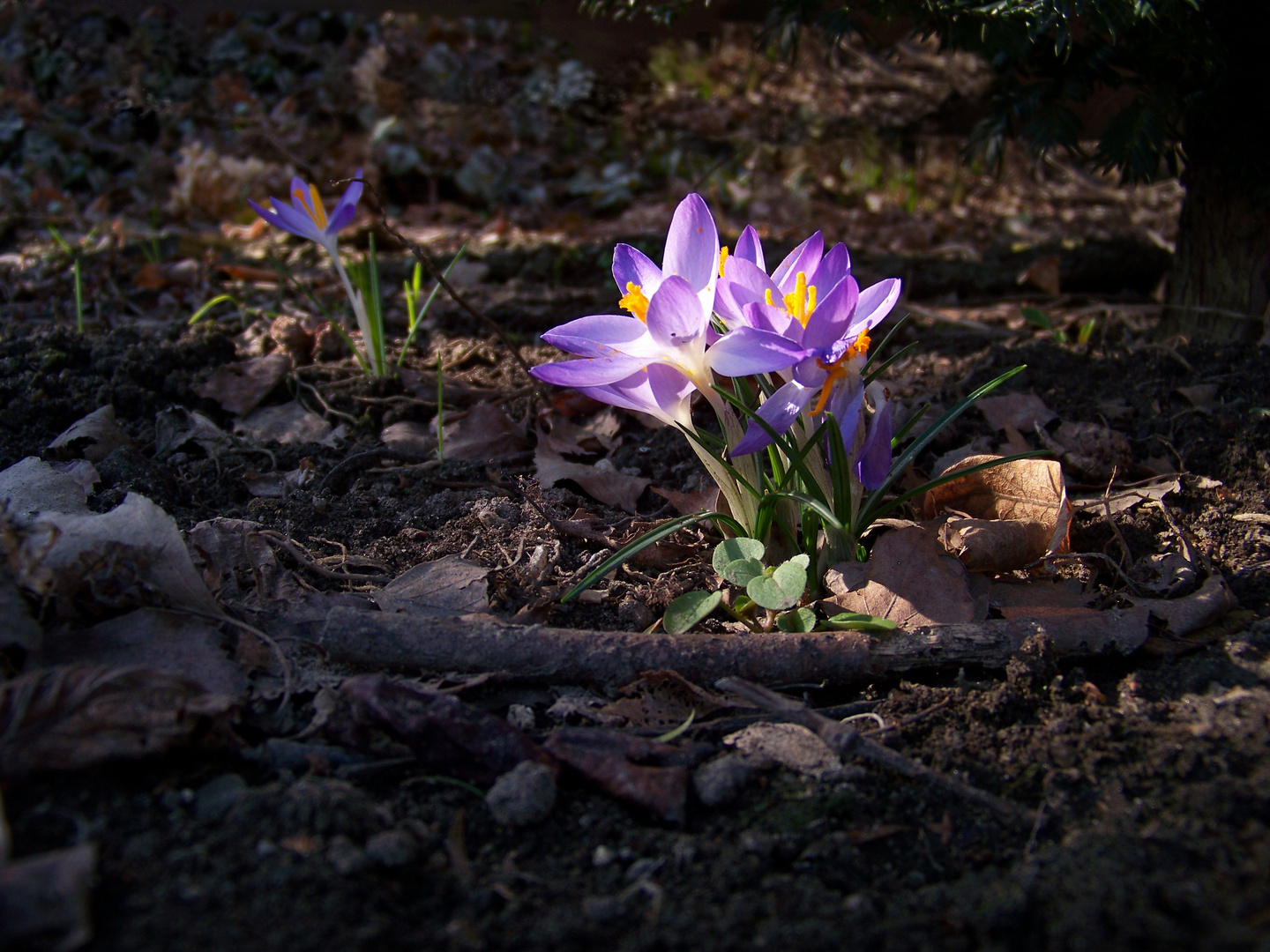 Gartenkrokusse XXIV