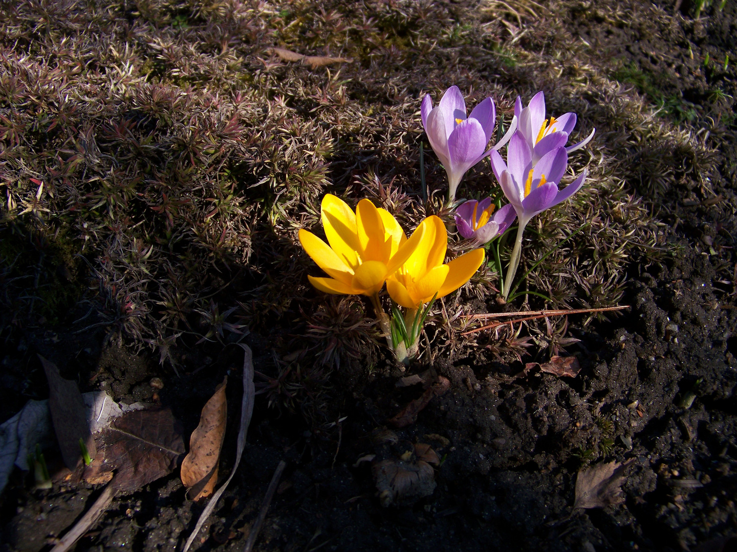 Gartenkrokusse XXV