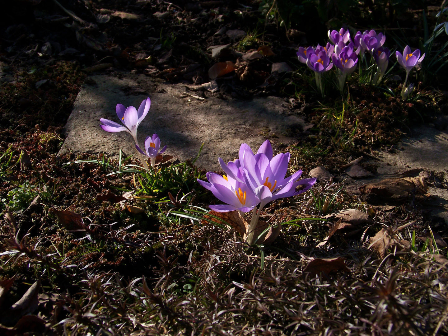 Gartenkrokusse XXVI