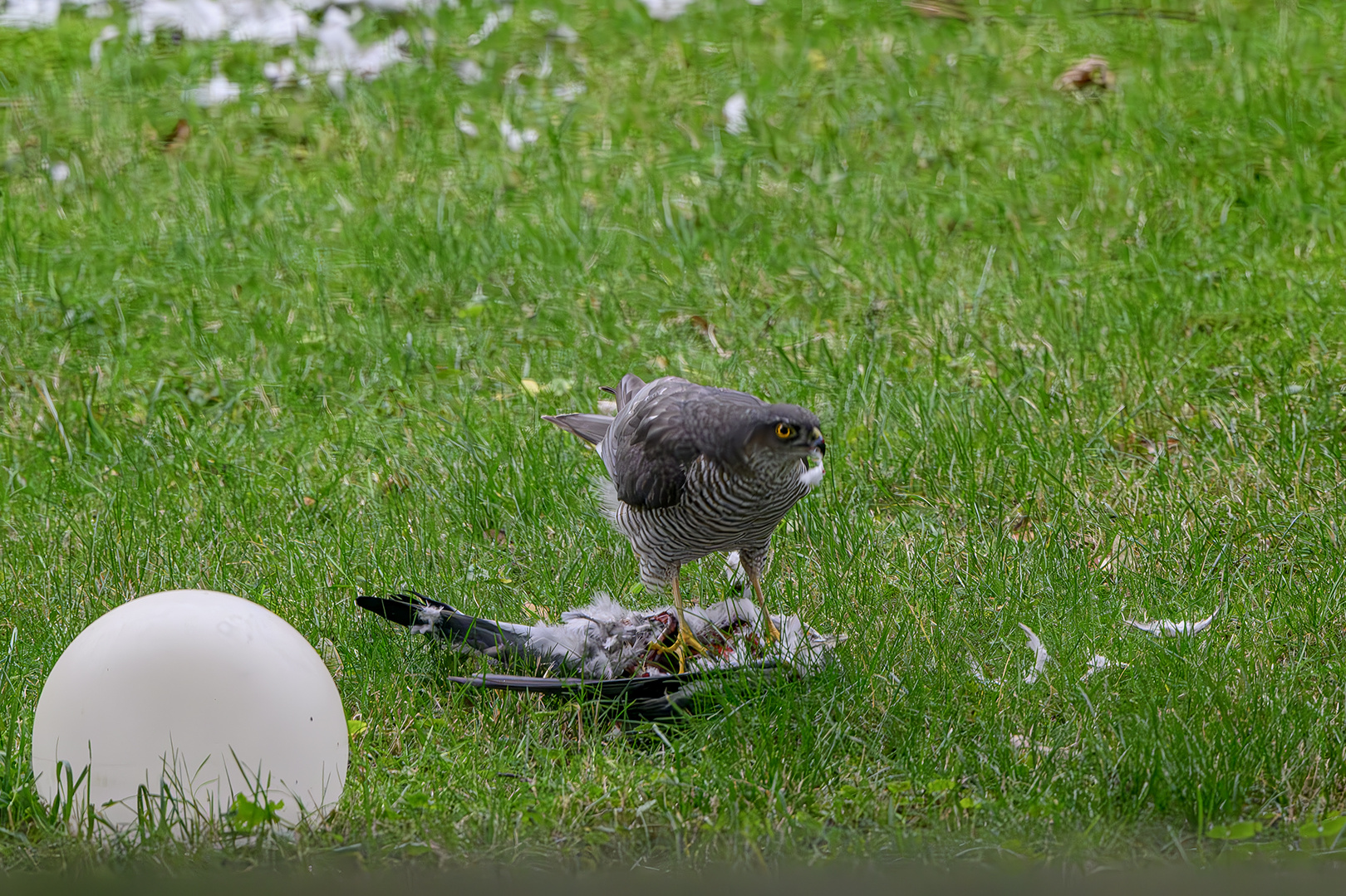 Gartenlampe und Sperber...