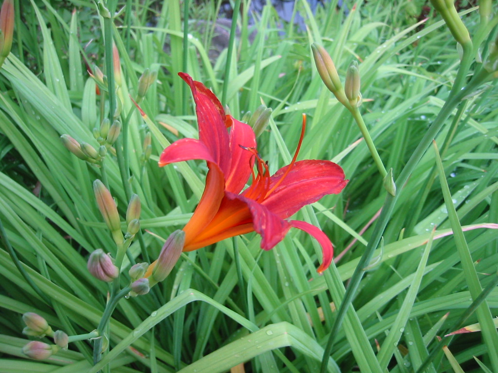 Gartenlandschaft Foto & Bild | landschaft, garten- & parklandschaften