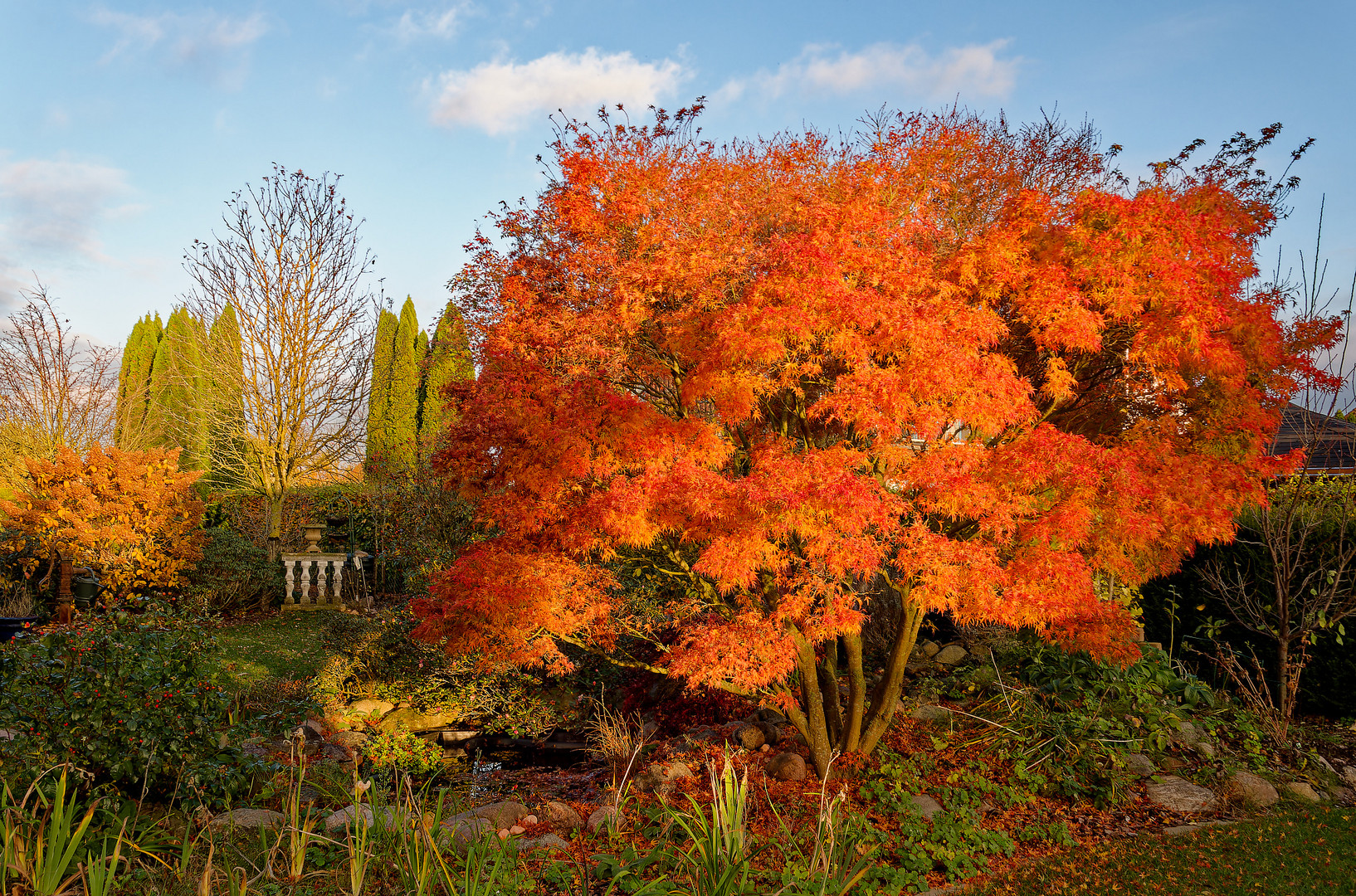 Gartenlandschaft mit Ahorn im Herbst in der Abendsonne