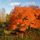 Gartenlandschaft mit Ahorn im Herbst in der Abendsonne