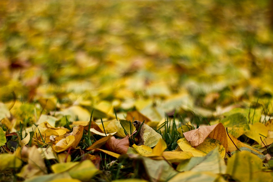 Gartenlaub