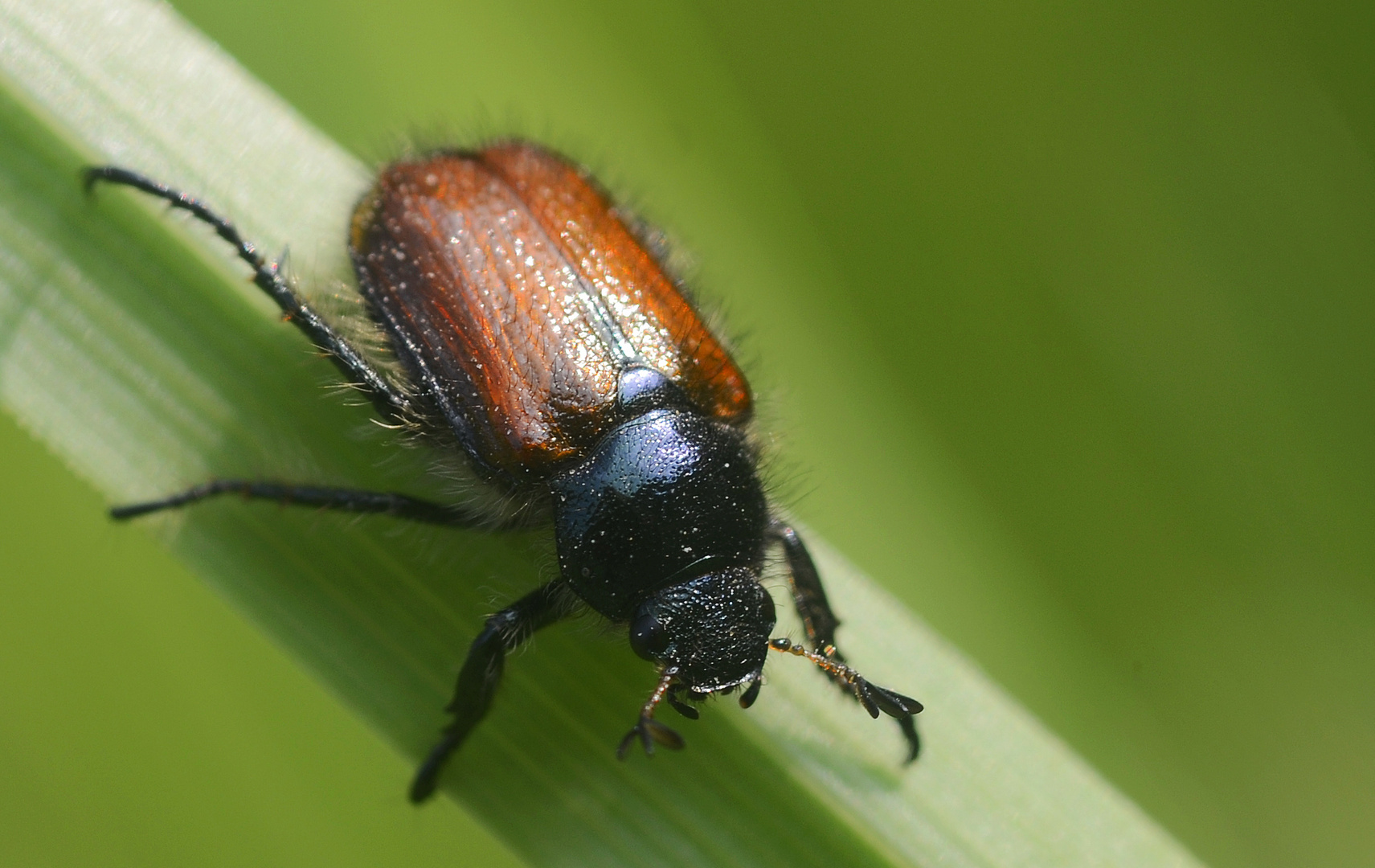 Gartenlaub- oder Junikäfer