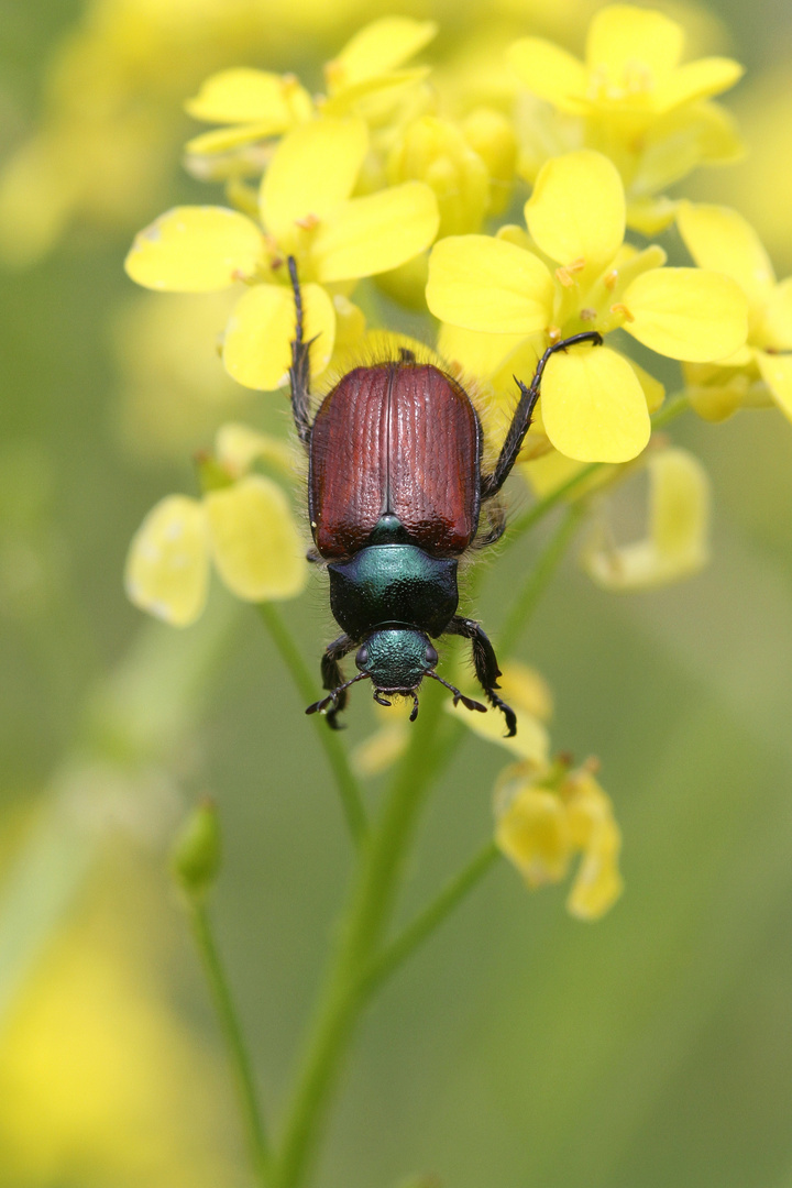 Gartenlaubkäfer