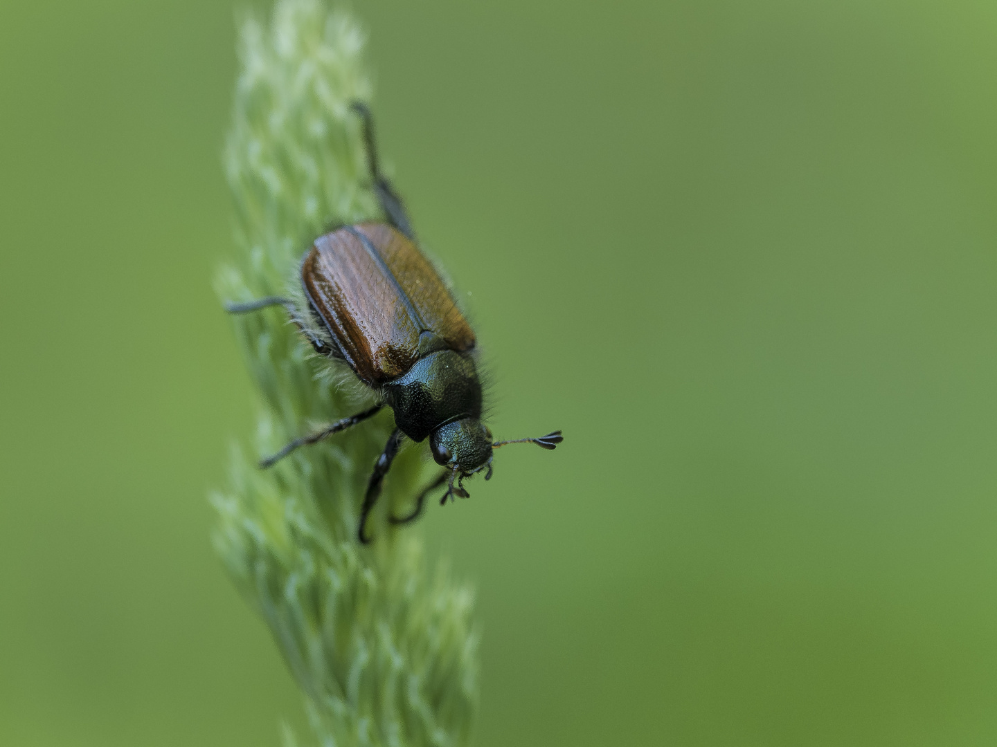 Gartenlaubkäfer