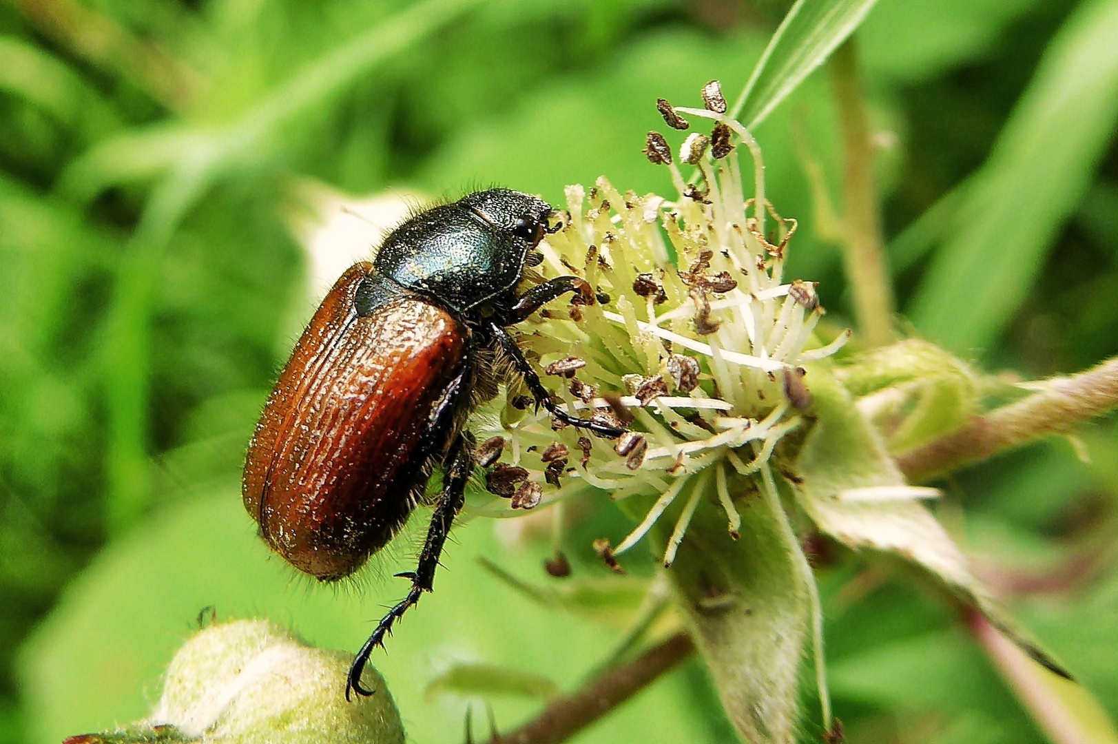 Gartenlaubkäfer