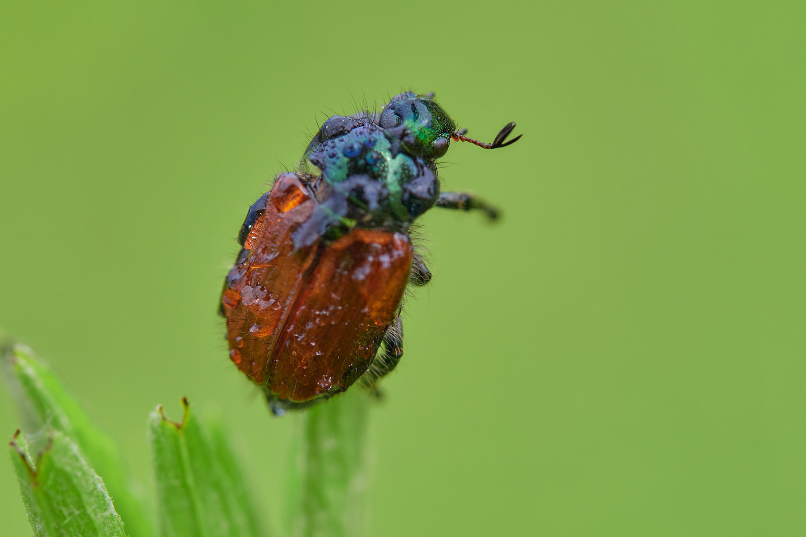 Gartenlaubkäfer.......