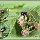 ~ Gartenlaubkäfer ~