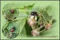 ~ Gartenlaubkäfer ~