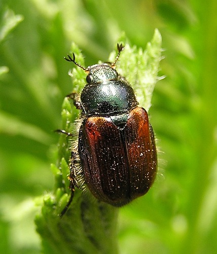 Gartenlaubkäfer