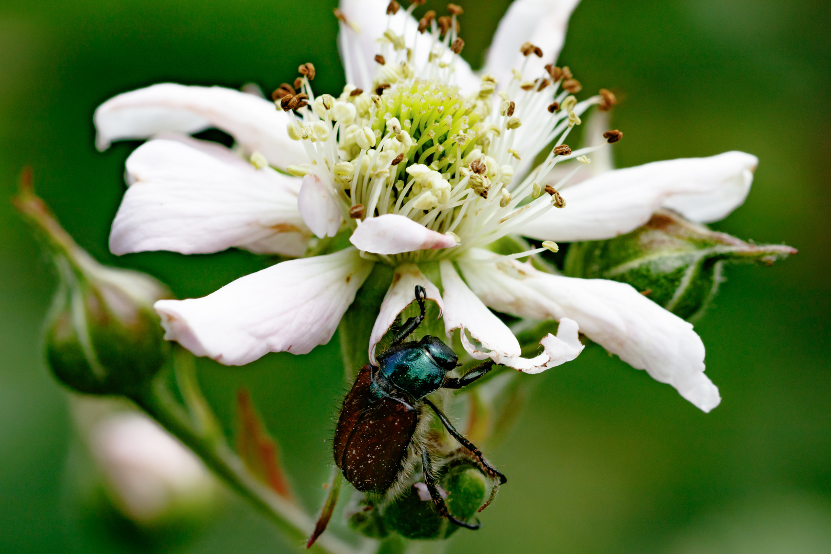 Gartenlaubkäfer bei der Vesper