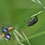 Gartenlaubkäfer