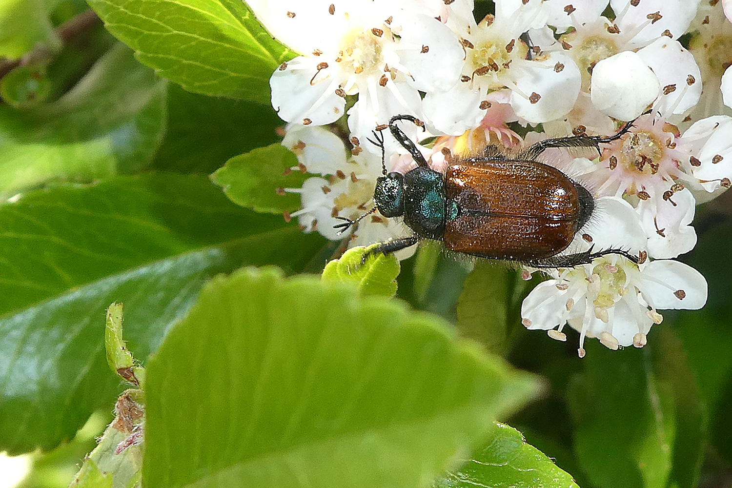 Gartenlaubkäfer