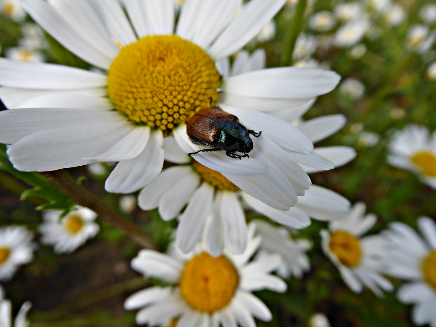 Gartenlaubkäfer