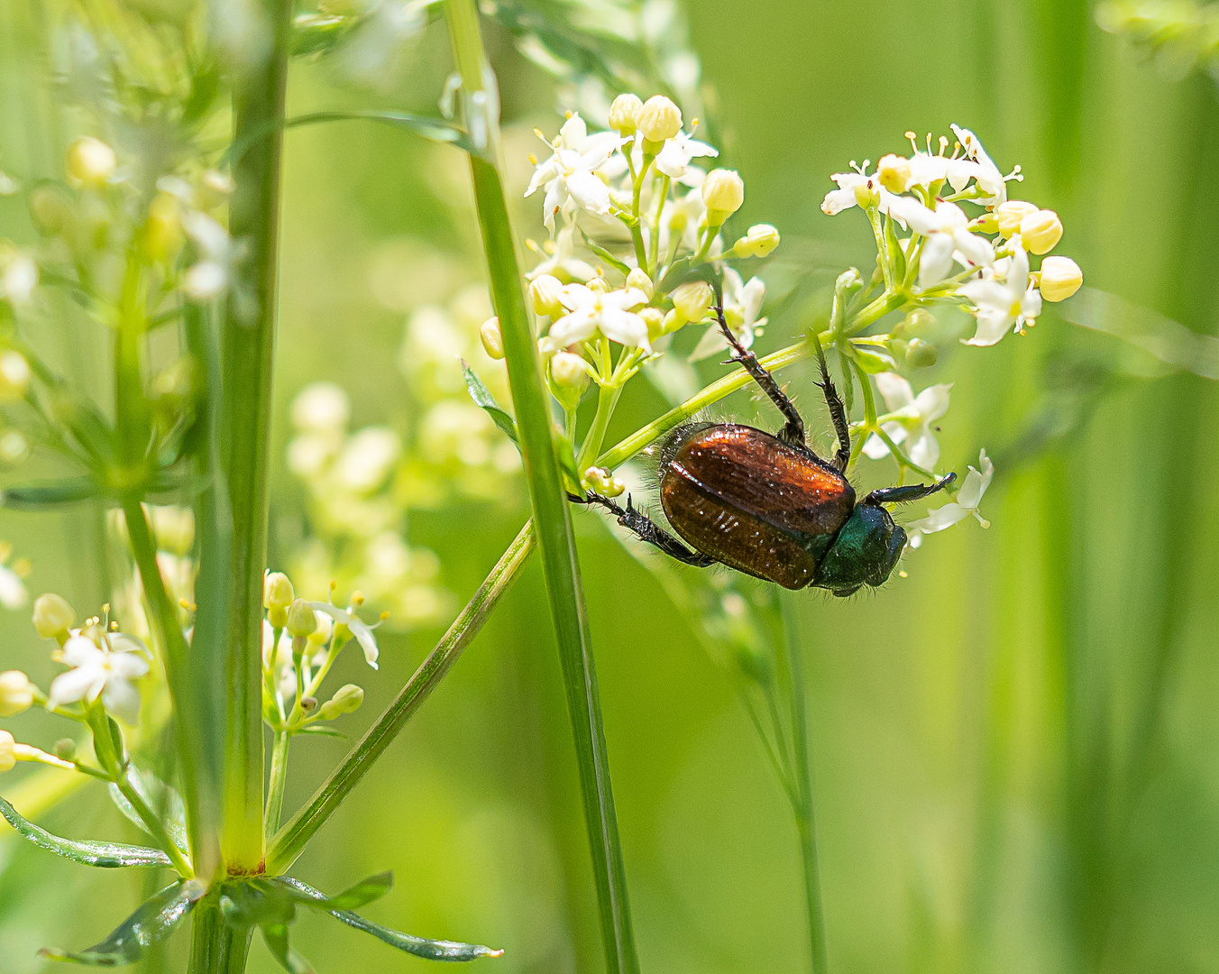 Gartenlaubkäfer