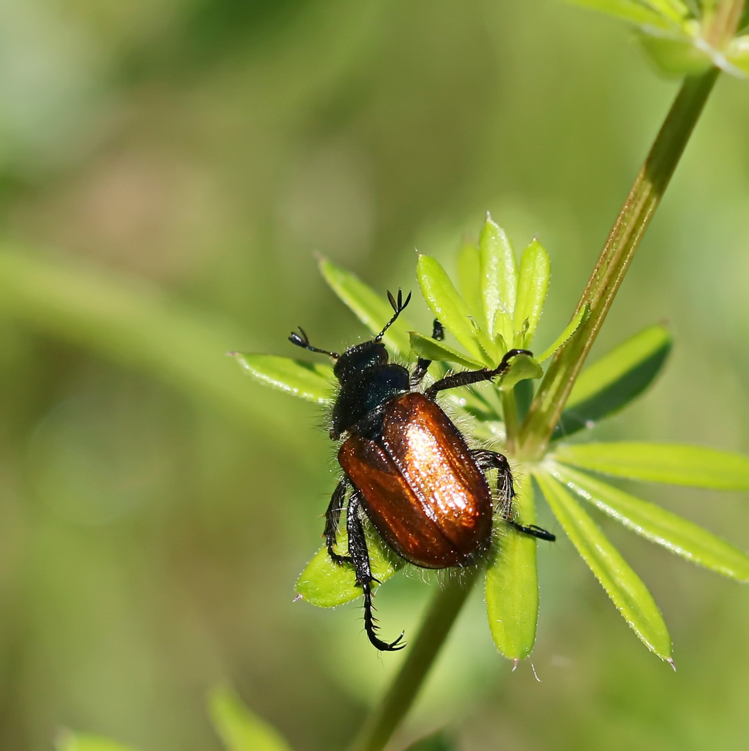 Gartenlaubkäfer