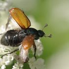 Gartenlaubkäfer - das musste ich erst mal googeln :)