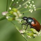 Gartenlaubkäfer