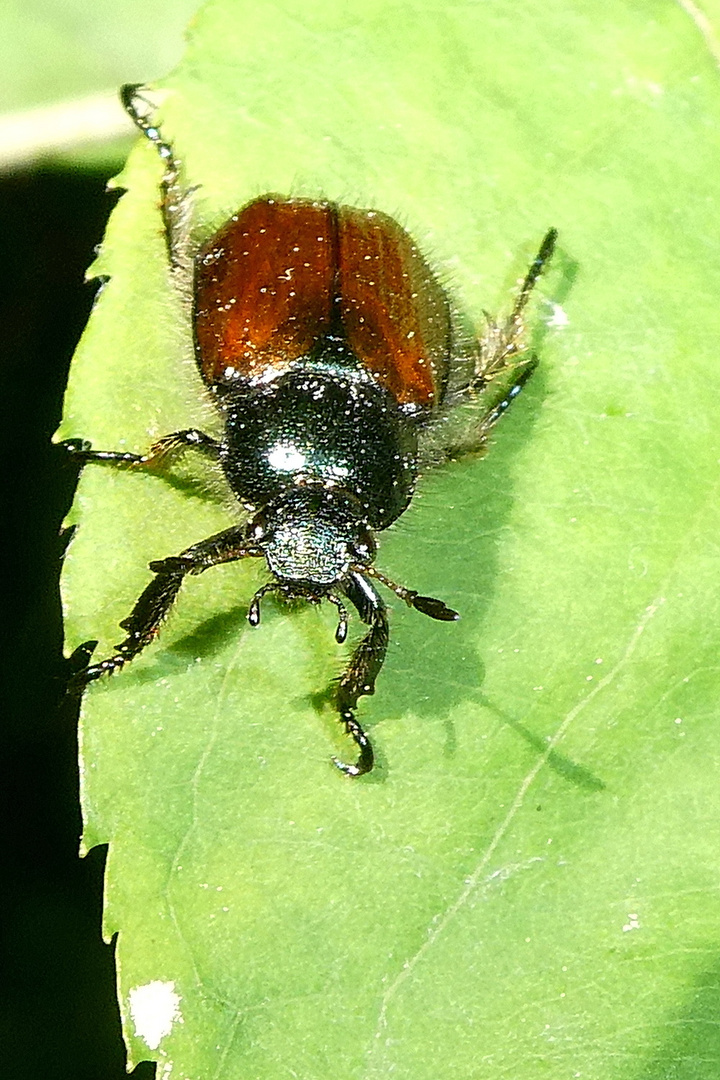 Gartenlaubkäfer-Junikäfer