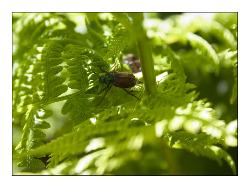 Gartenlaubkäfer oder auch Junikäfer