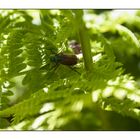 Gartenlaubkäfer oder auch Junikäfer