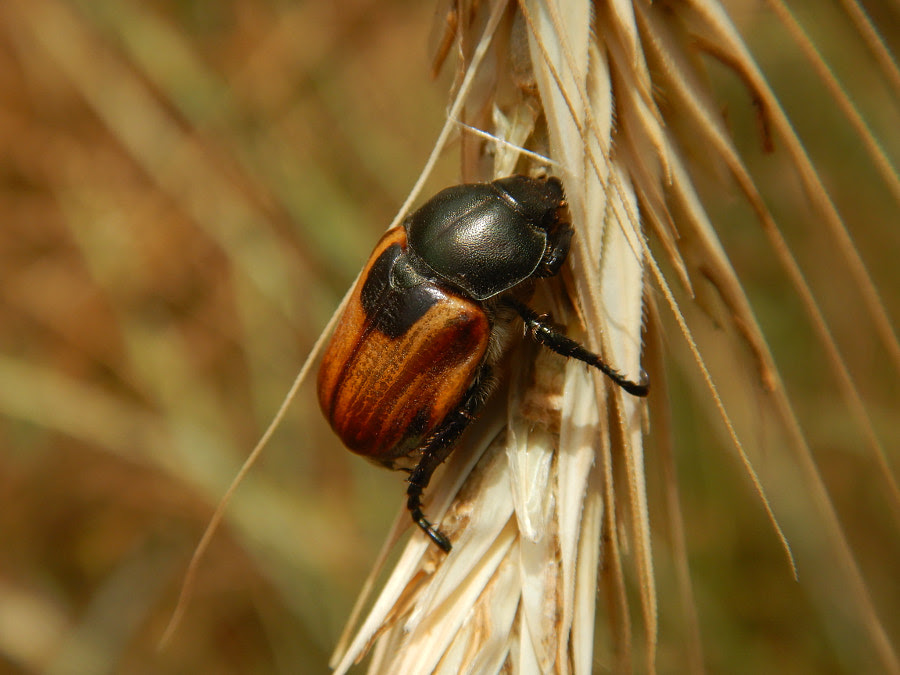 Gartenlaubkäfer oder eingewanderter tropischer Rosenkäfer?