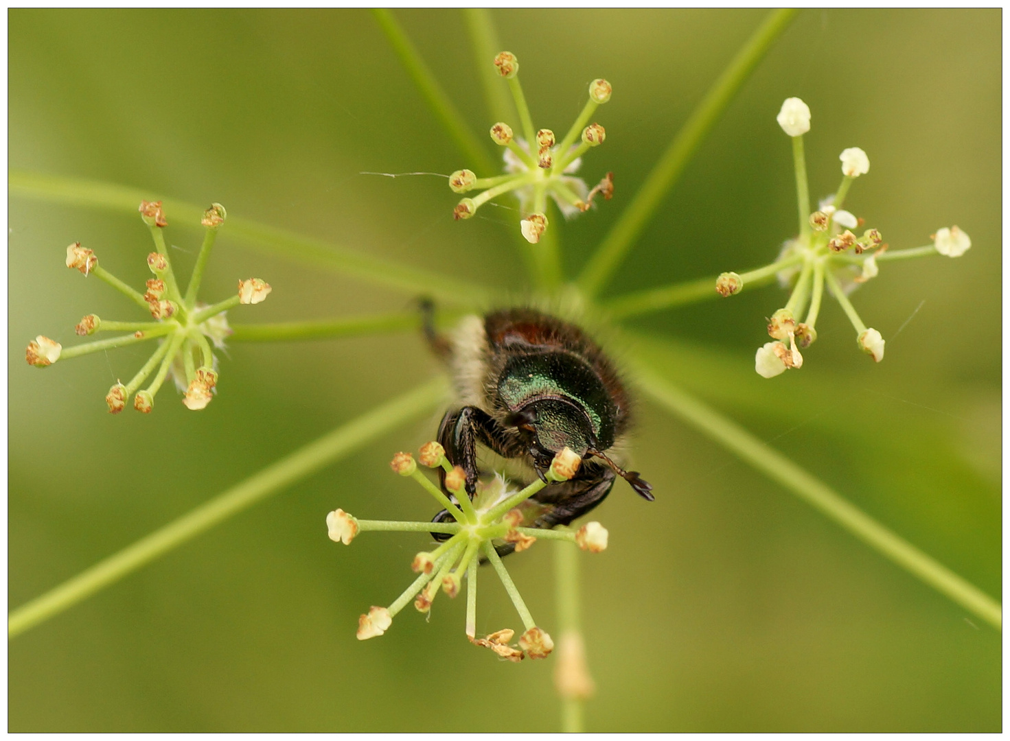 Gartenlaubkäfer (Phyllopertha horticola)