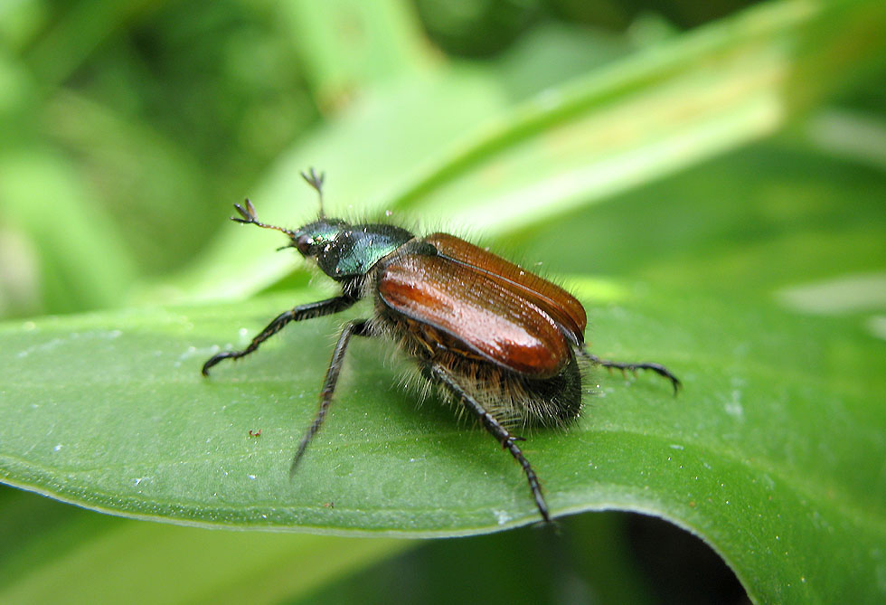 Gartenlaubkäfer Phyllopertha horticola