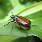 Gartenlaubkäfer Phyllopertha horticola