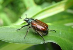 Gartenlaubkäfer Phyllopertha horticola