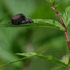 Gartenlaubkäfer / Phyllopertha horticola