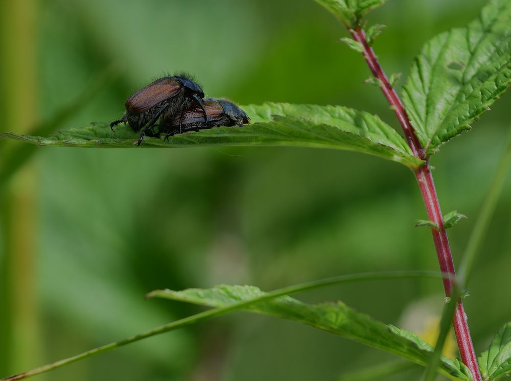 Gartenlaubkäfer / Phyllopertha horticola